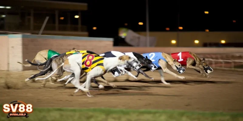 Cá Cược Đua Chó – Bước Vào Đường Đua Và Cơ Hội Trúng Thưởng