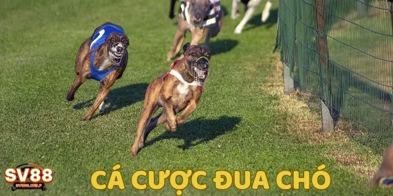 Cá cược đua chó là một trong các bộ môn cược hấp dẫn với tỷ lệ ăn thưởng cao