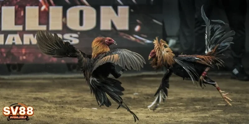 Tham khảo chiến thuật chơi đá gà để có những trận đấu tuyệt vời