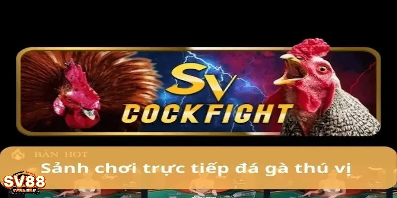 Chơi đá gà trực tiếp đẳng cấp, đỉnh cao